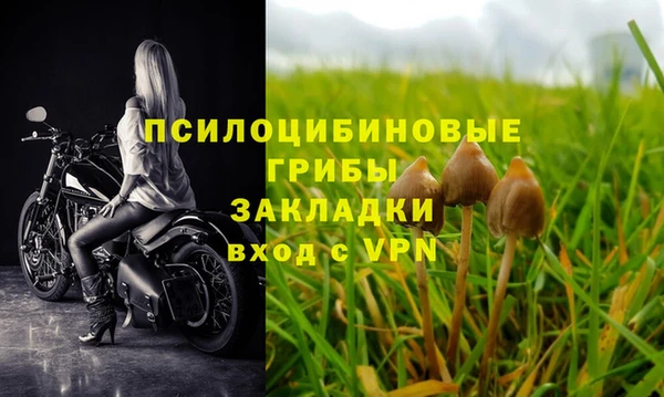 прущие грибы Магадан